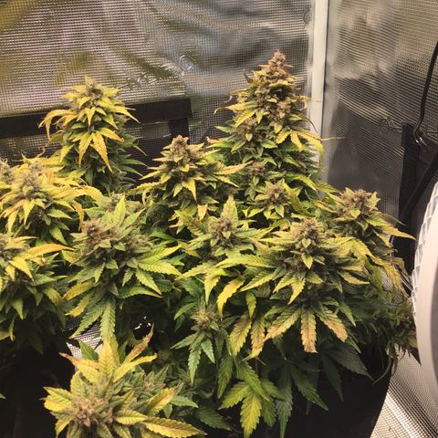 Godzilla Cookies Auto 2022 growlog timeline photo