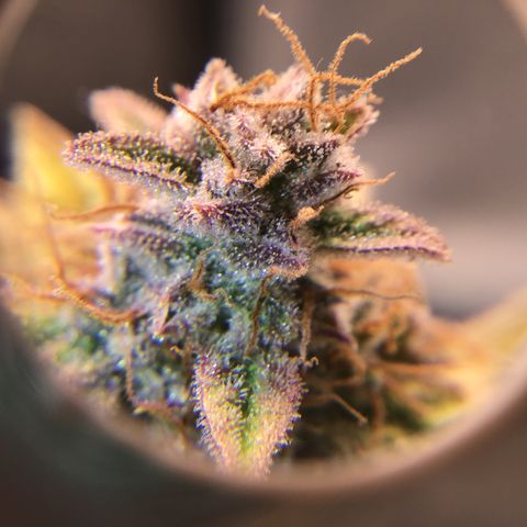 Godzilla Cookies Auto 2022 growlog timeline photo