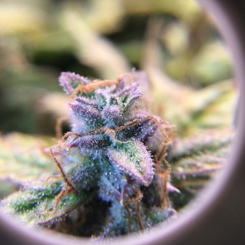 Godzilla Cookies Auto 2022 growlog timeline photo