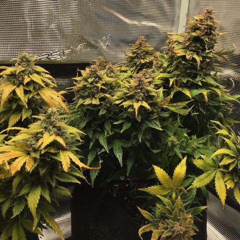 Godzilla Cookies Auto 2022 growlog timeline photo