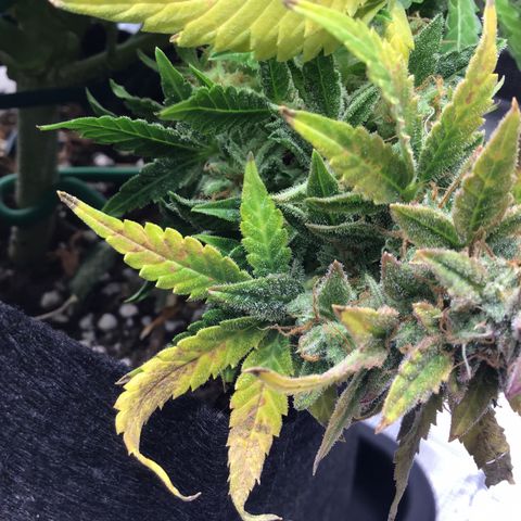 Godzilla Cookies Auto 2022 growlog timeline photo