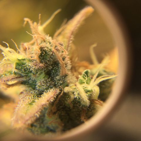 Purple Chill Auto 2022 growlog timeline photo