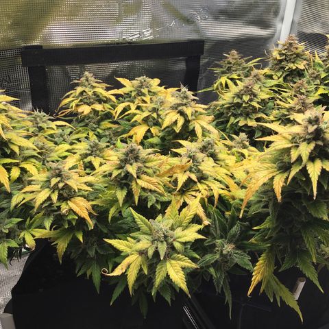Purple Chill Auto 2022 growlog timeline photo