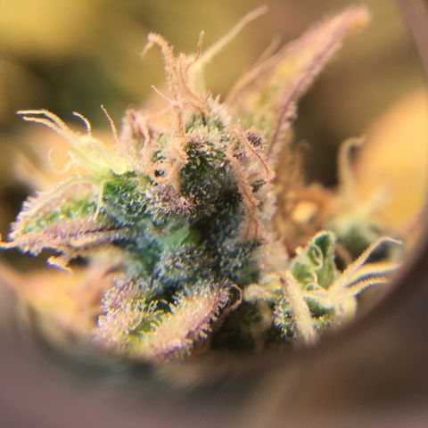 Purple Chill Auto 2022 growlog timeline photo