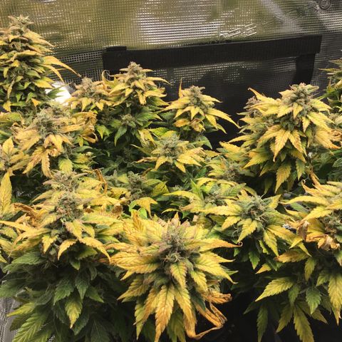 Purple Chill Auto 2022 growlog timeline photo