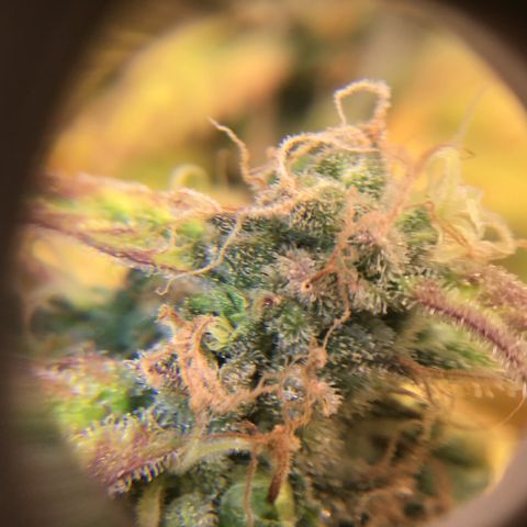 Purple Chill Auto 2022 growlog timeline photo