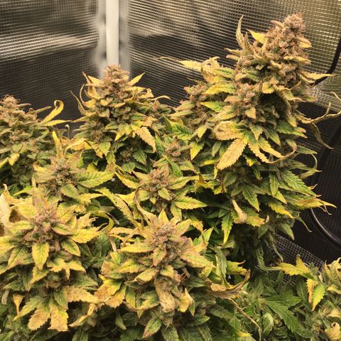 Godzilla Cookies Auto 2022 growlog timeline photo