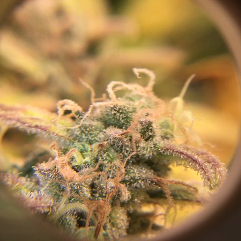 Purple Chill Auto 2022 growlog timeline photo