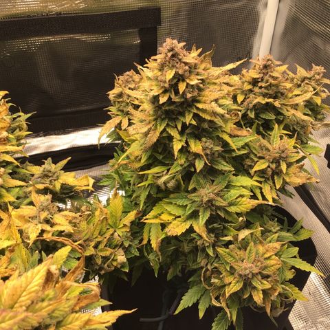 Godzilla Cookies Auto 2022 growlog timeline photo