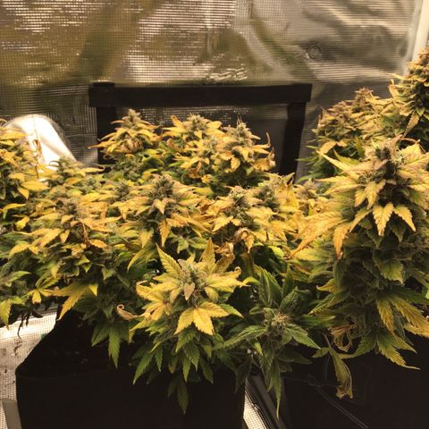 Purple Chill Auto 2022 growlog timeline photo