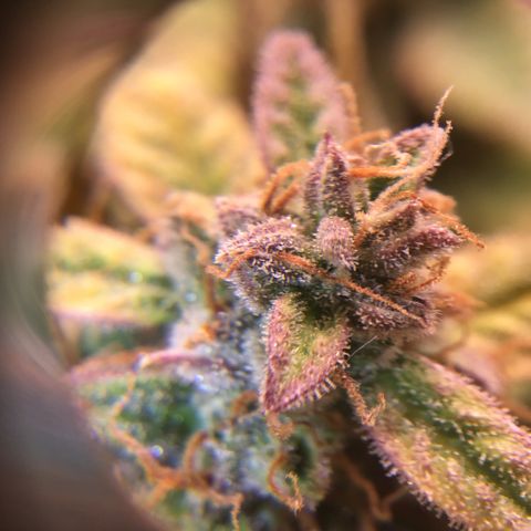 Godzilla Cookies Auto 2022 growlog timeline photo