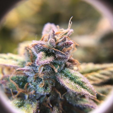 Godzilla Cookies Auto 2022 growlog timeline photo