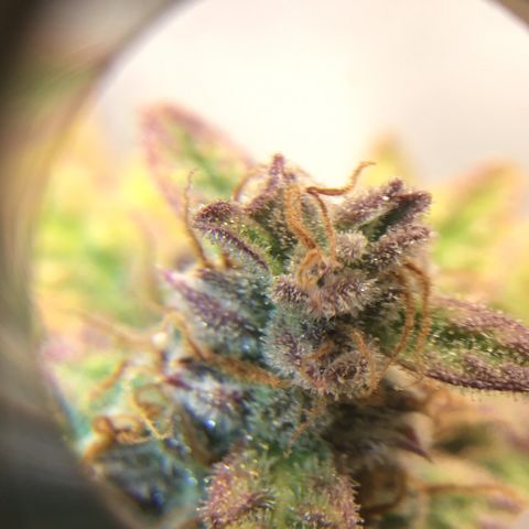 Godzilla Cookies Auto 2022 growlog timeline photo