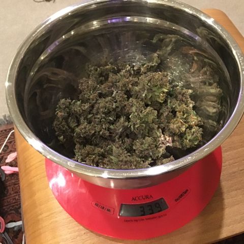 Ape Fruit Auto 2022 growlog timeline photo