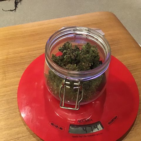 Ape Fruit Auto 2022 growlog timeline photo