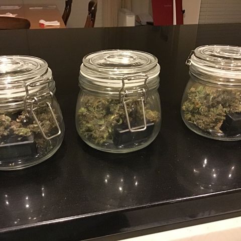 Ape Fruit Auto 2022 growlog timeline photo