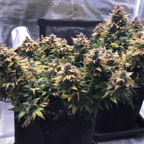 Purple Chill Auto 2022 growlog timeline photo