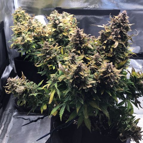 Godzilla Cookies Auto 2022 growlog timeline photo