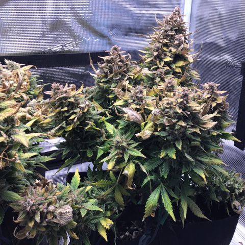Godzilla Cookies Auto 2022 growlog timeline photo