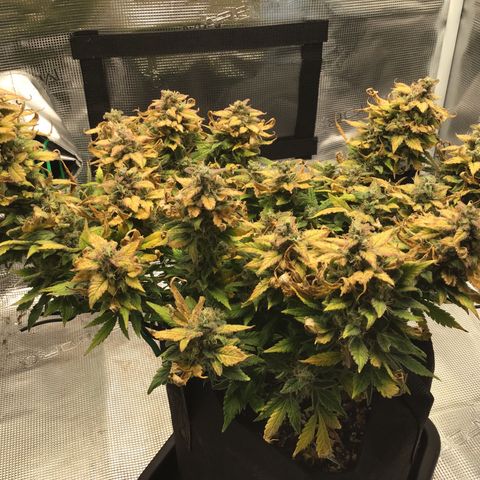 Purple Chill Auto 2022 growlog timeline photo