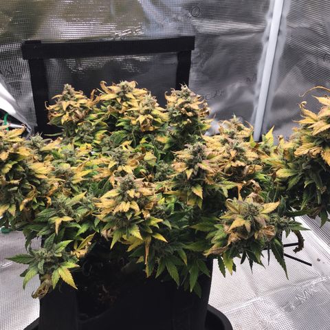 Purple Chill Auto 2022 growlog timeline photo