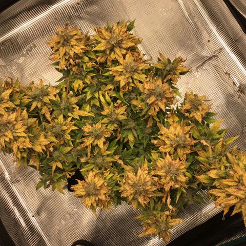 Purple Chill Auto 2022 growlog timeline photo