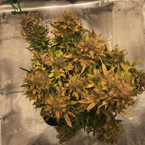 Godzilla Cookies Auto 2022 growlog timeline photo