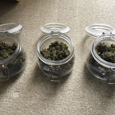 Ape Fruit Auto 2022 growlog timeline photo