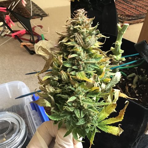 Godzilla Cookies Auto 2022 growlog timeline photo