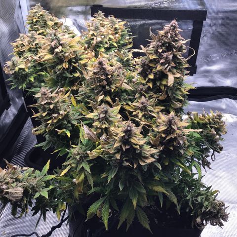 Godzilla Cookies Auto 2022 growlog timeline photo