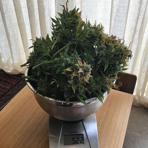 Purple Chill Auto 2022 growlog timeline photo