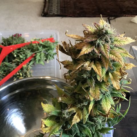 Purple Chill Auto 2022 growlog timeline photo