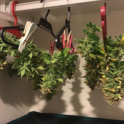 Purple Chill Auto 2022 growlog timeline photo