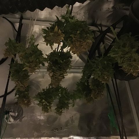 Godzilla Cookies Auto 2022 growlog timeline photo