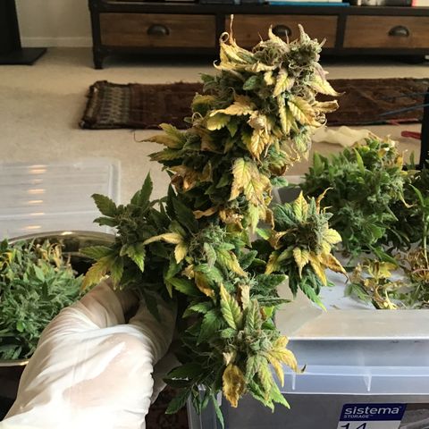 Purple Chill Auto 2022 growlog timeline photo