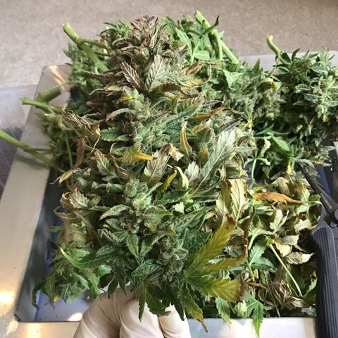 Godzilla Cookies Auto 2022 growlog timeline photo