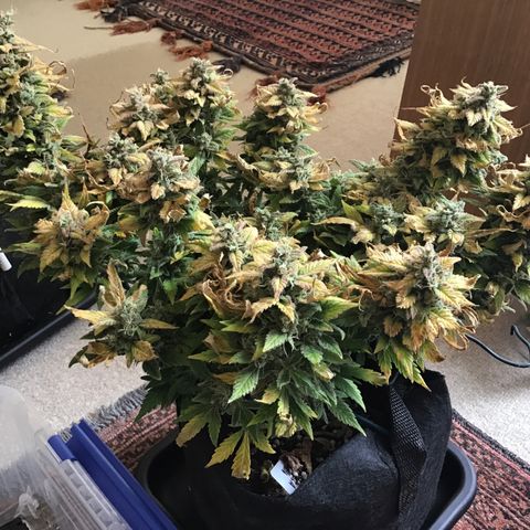 Purple Chill Auto 2022 growlog timeline photo