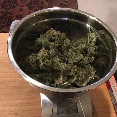 Purple Chill Auto 2022 growlog timeline photo