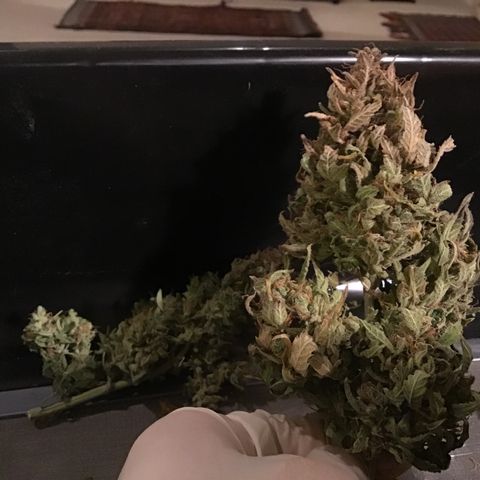 Godzilla Cookies Auto 2022 growlog timeline photo