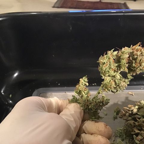Godzilla Cookies Auto 2022 growlog timeline photo