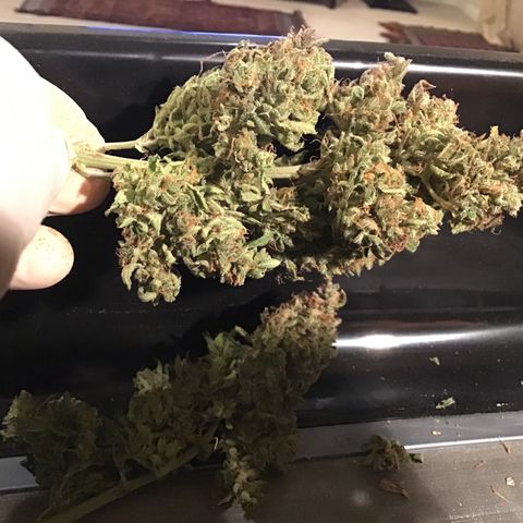 Godzilla Cookies Auto 2022 growlog timeline photo