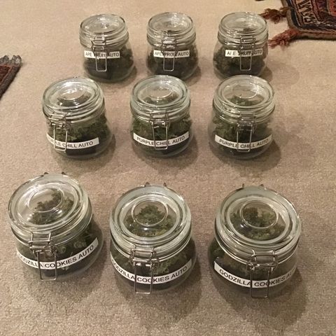Godzilla Cookies Auto 2022 growlog timeline photo