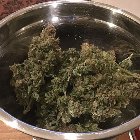 Godzilla Cookies Auto 2022 growlog timeline photo