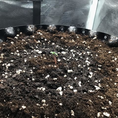 Zkittlez Auto 2022 growlog timeline photo