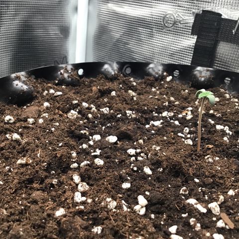 Zkittlez Auto 2022 growlog timeline photo