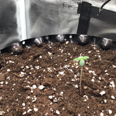 Zkittlez Auto 2022 growlog timeline photo