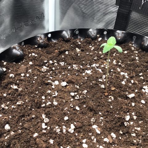 Zkittlez Auto 2022 growlog timeline photo
