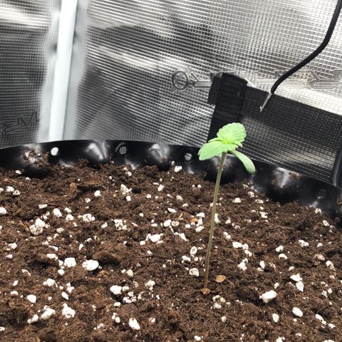 Zkittlez Auto 2022 growlog timeline photo