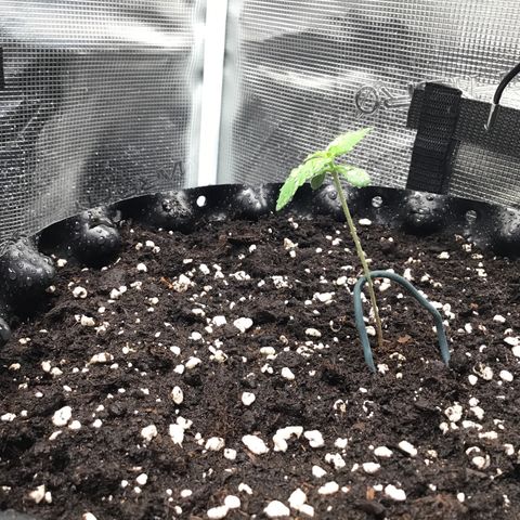 Zkittlez Auto 2022 growlog timeline photo