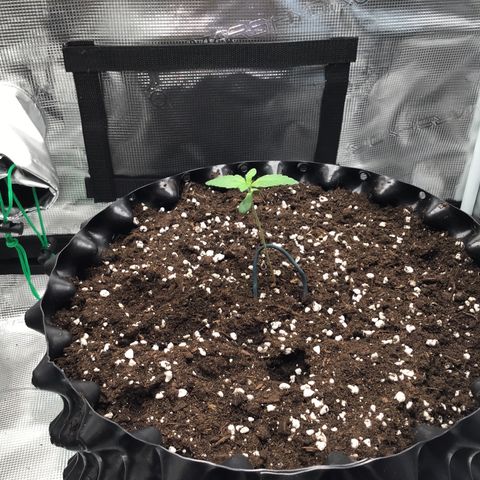 Zkittlez Auto 2022 growlog timeline photo